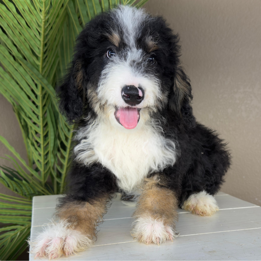 Micro-Bernedoodles