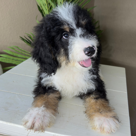 Micro-Bernedoodles