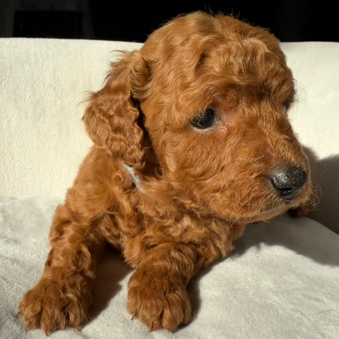 Micro-Goldendoodle-Puppy