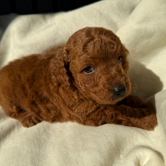 Micro-Goldendoodle-Puppy