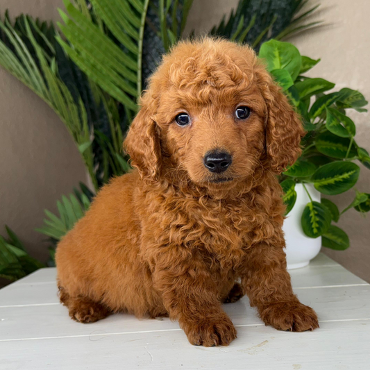 Best-Goldendoodle-Breeder