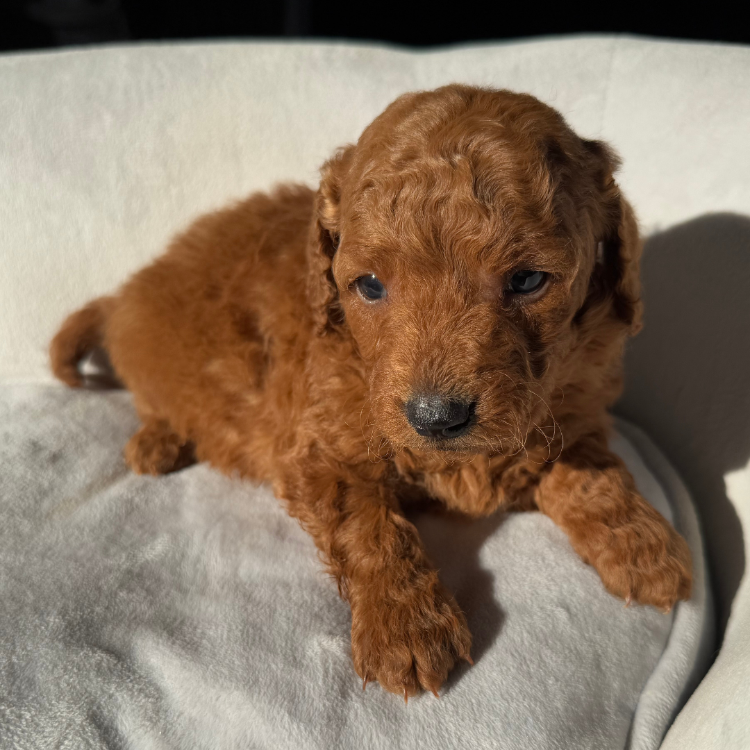 Micro-Goldendoodle-Puppy