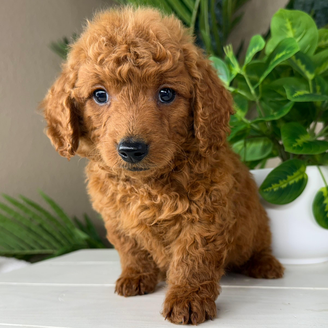 Best-Goldendoodle-Breeder