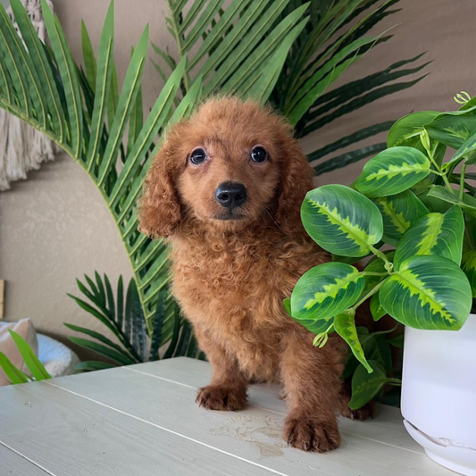 Best-Goldendoodle-Breeder