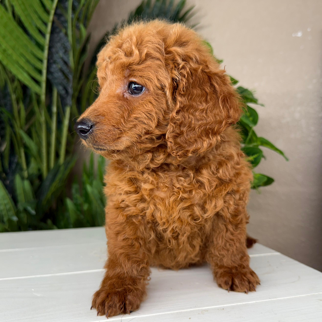 Best-Goldendoodle-Breeder