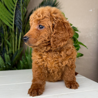 Best-Goldendoodle-Breeder
