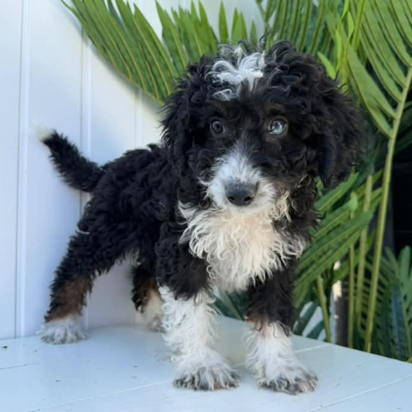 Micro-Bernedoodle
