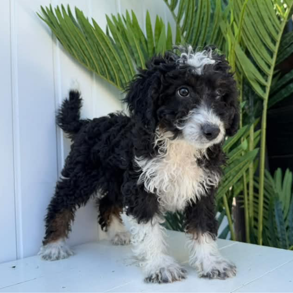 Micro-Bernedoodle