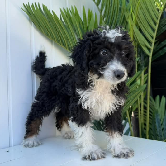 Micro-Bernedoodle