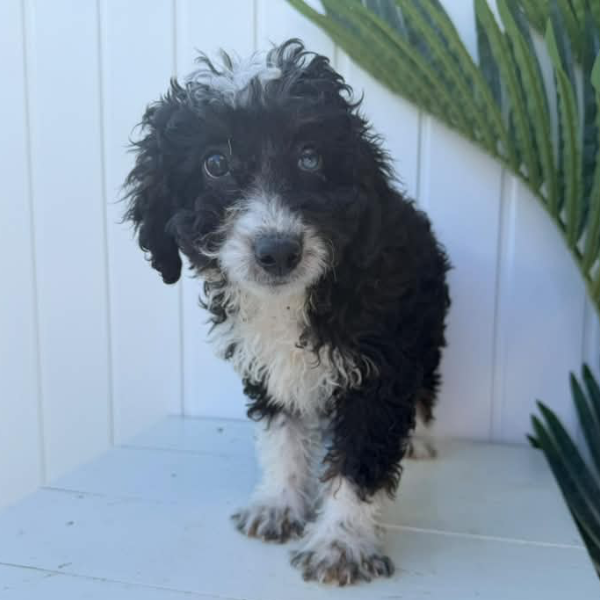 Micro-Bernedoodle