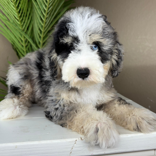 Merle-Bernedoodle-Puppy