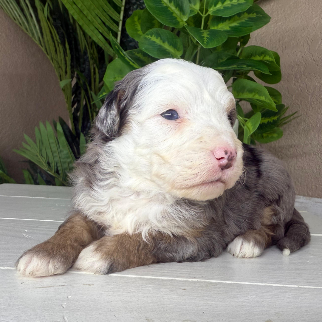 Merle-Micro-Bernedoodles