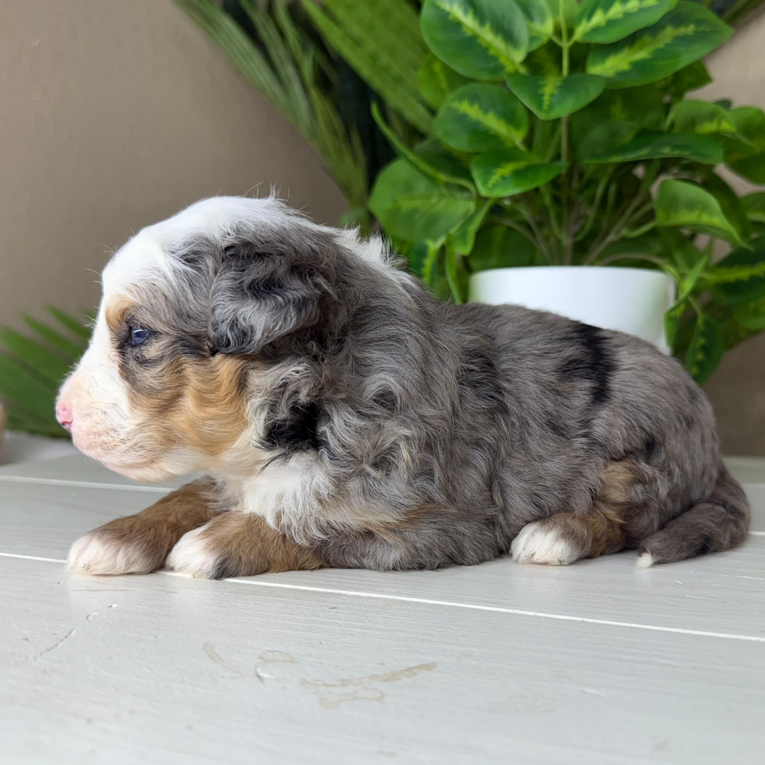Merle-Micro-Bernedoodles