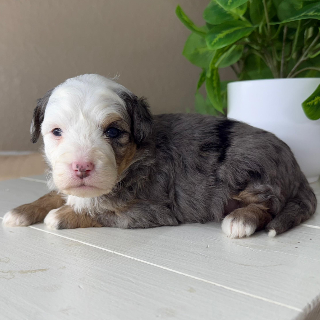 Merle-Micro-Bernedoodles