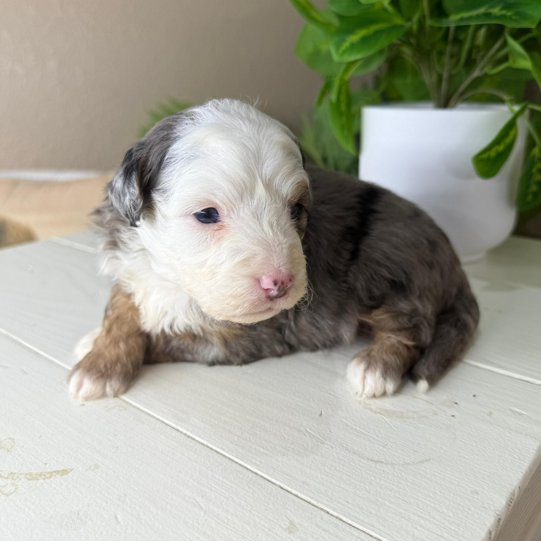 Merle-Micro-Bernedoodles