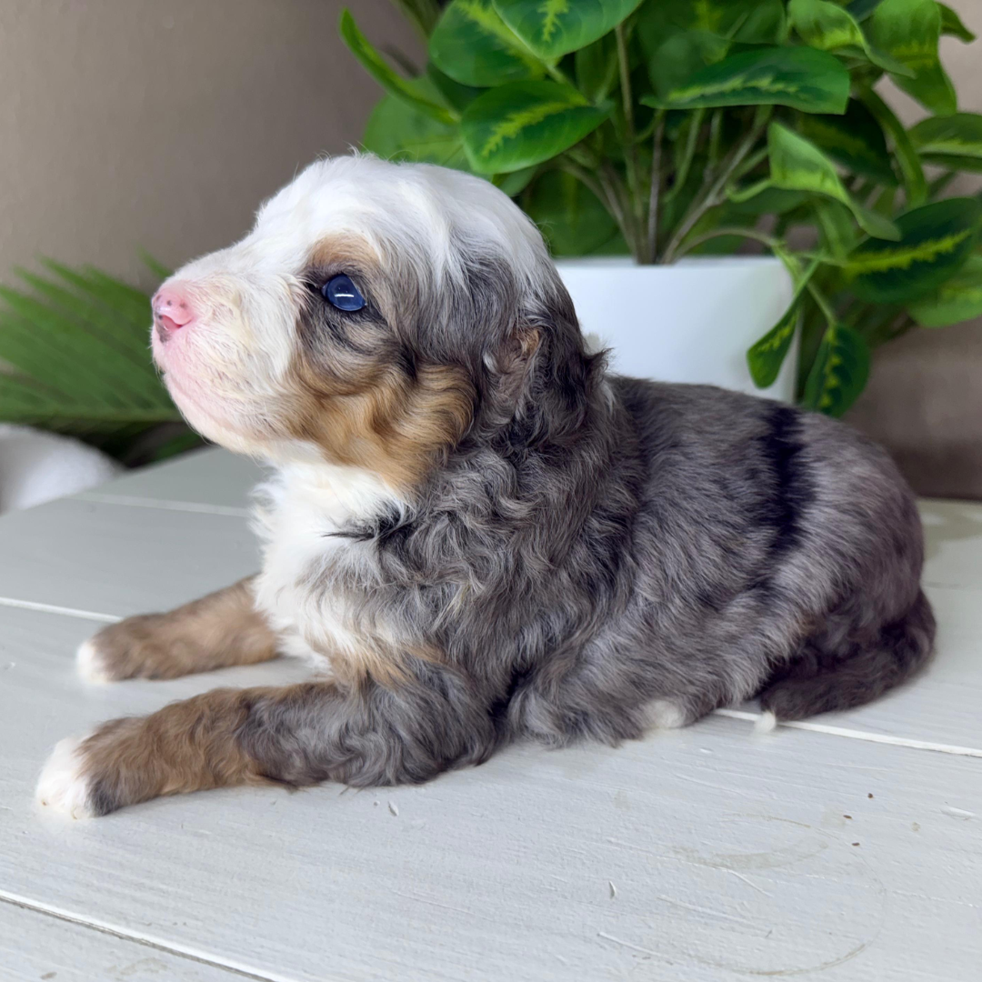 Merle-Micro-Bernedoodles