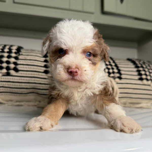 Chocolate-Merle