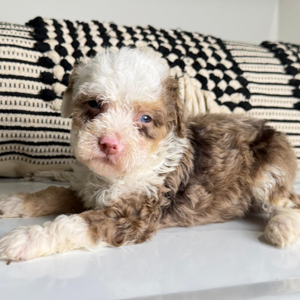 Chocolate-Merle