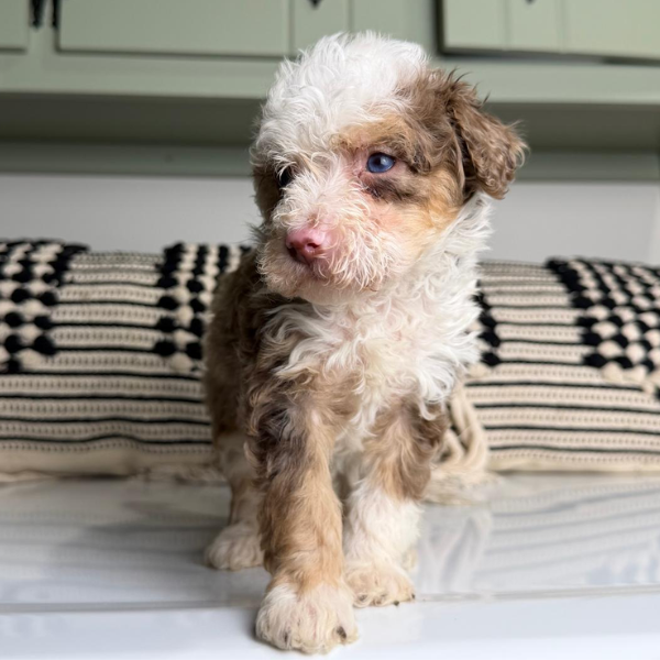 Chocolate-Merle