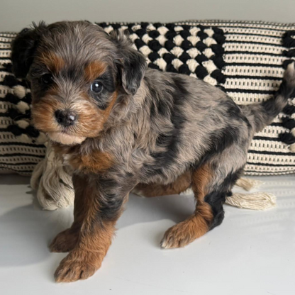 Blue-Merle