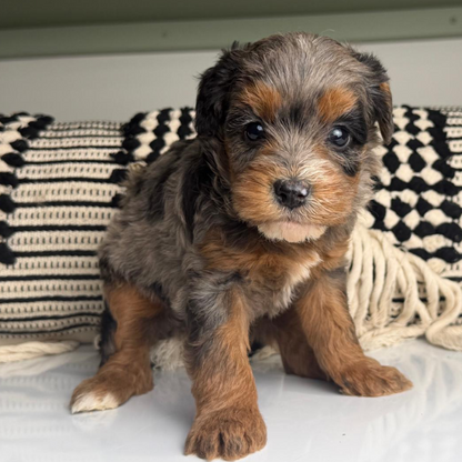 Blue-Merle