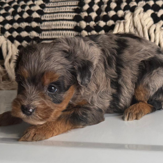 Blue-Merle
