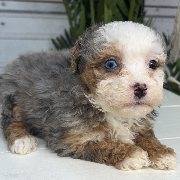 Merle-Bernedoodle