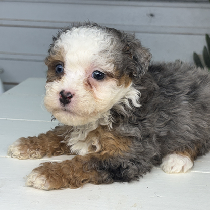 Merle-Bernedoodle