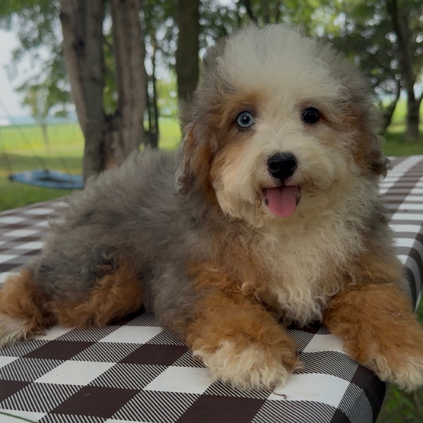 Merle-Bernedoodle-Heterochromia