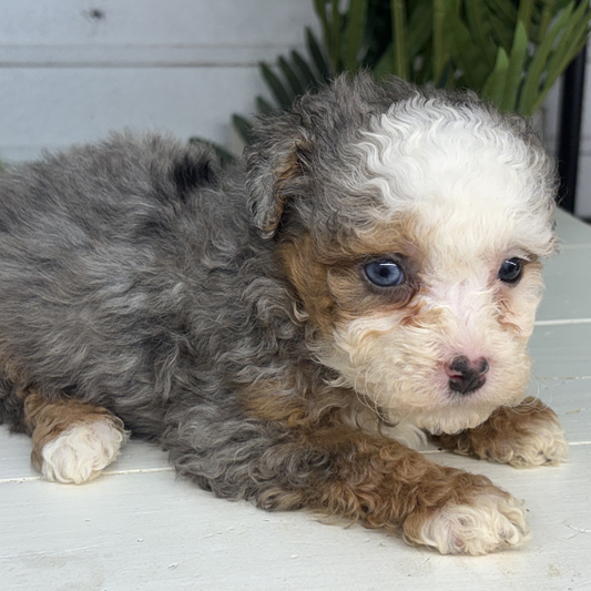 Merle-Bernedoodle