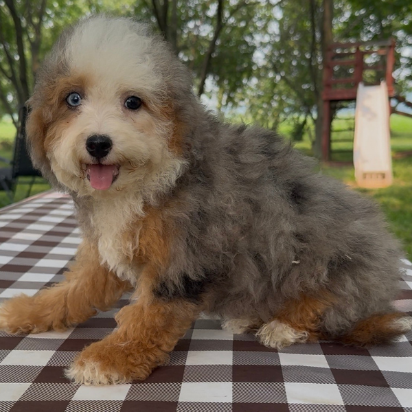 Merle-Bernedoodle-Heterochromia