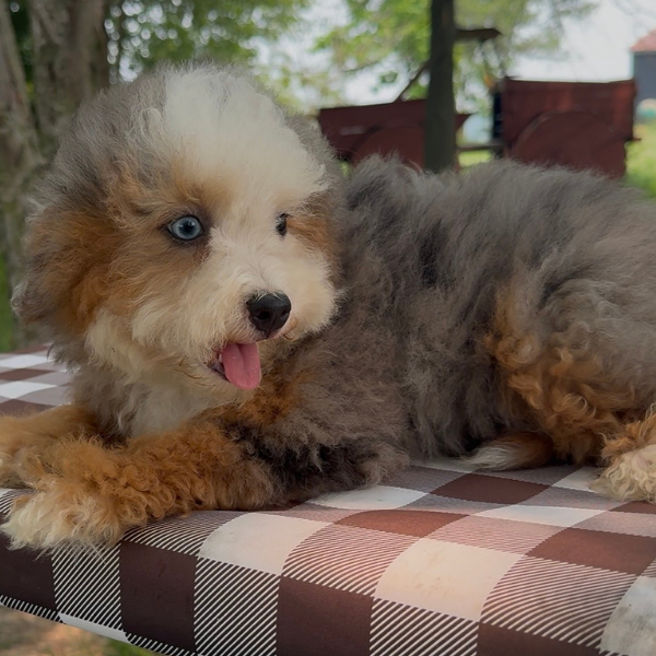 Merle-Bernedoodle-Heterochromia