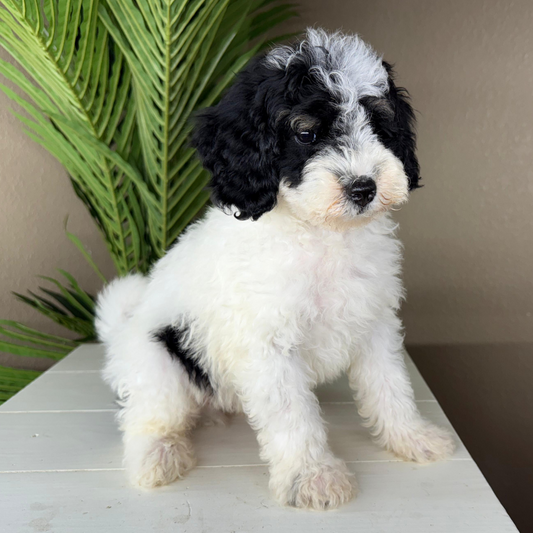 Micro-Bernedoodle-Puppy