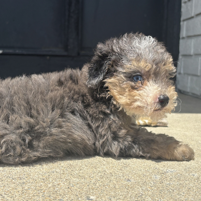 Merle-Tricolor-Bernedoodle