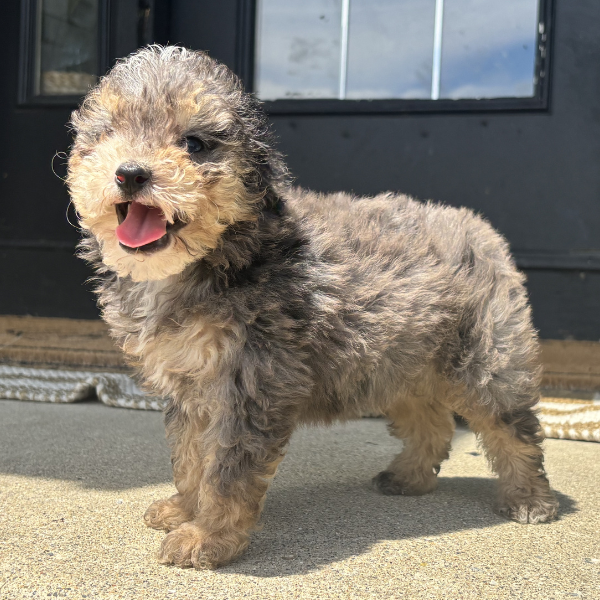 Merle-Tricolor-Bernedoodle