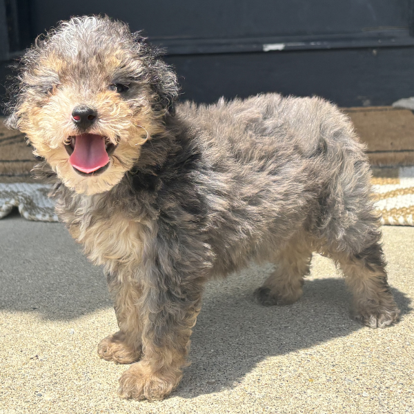 Merle-Tricolor-Bernedoodle
