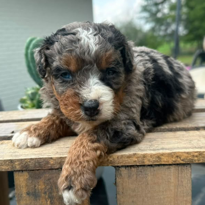 Merle-Bernedoodle-Puppy