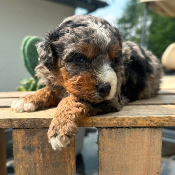 Merle-Bernedoodle-Puppy