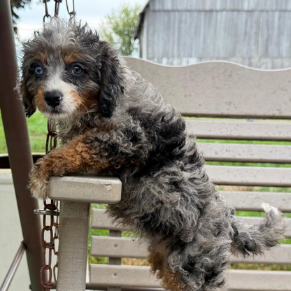 Merle-Bernedoodle-Puppy