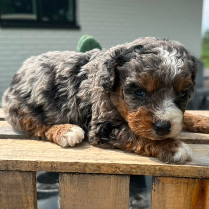 Merle-Bernedoodle-Puppy