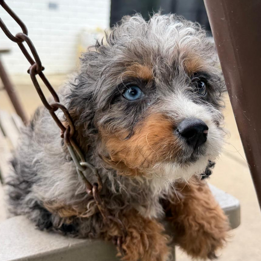 Merle-Bernedoodle-Puppy