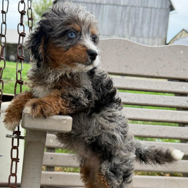 Merle-Bernedoodle-Puppy