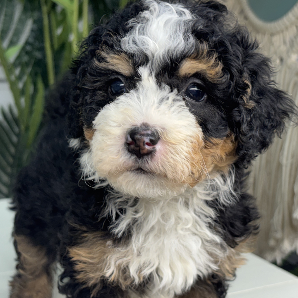 Bernedoodle-For-Sale