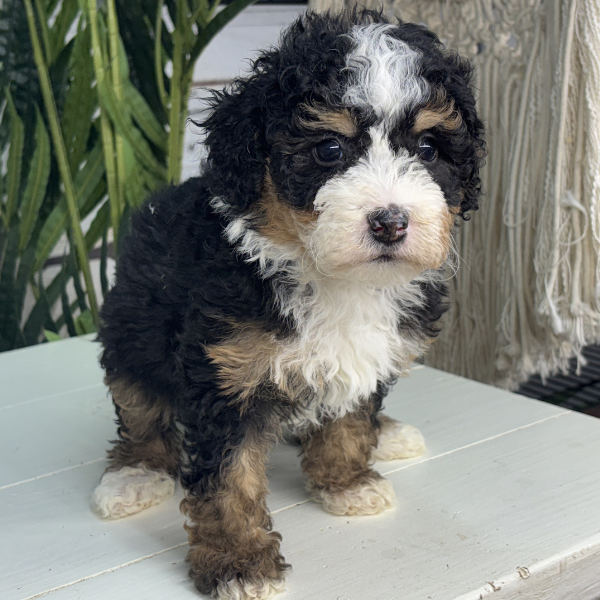 Bernedoodle-For-Sale