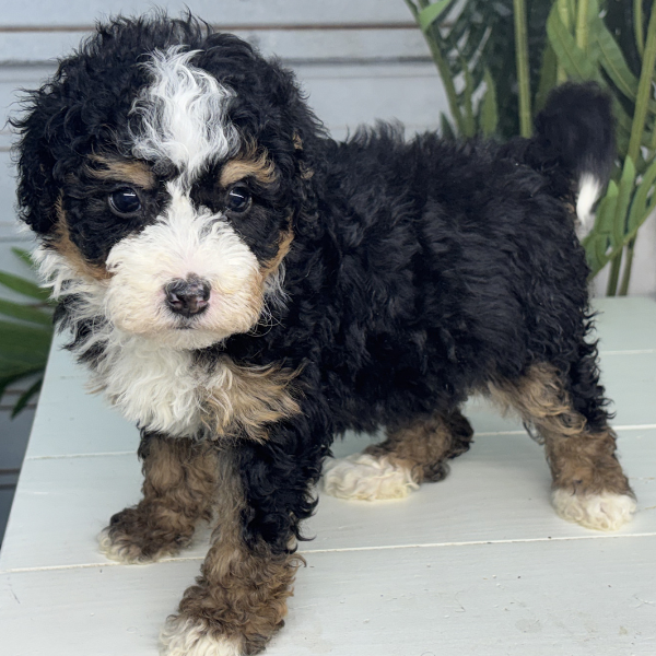 Bernedoodle-For-Sale