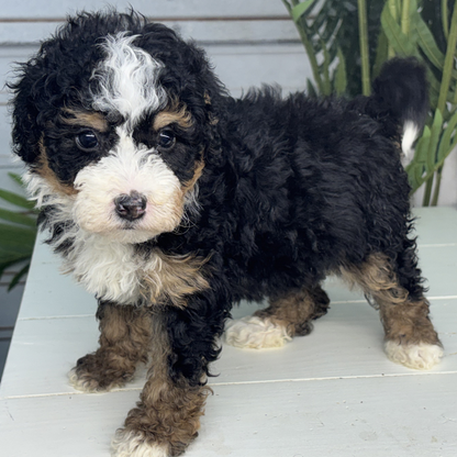 Bernedoodle-For-Sale