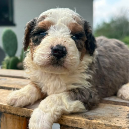 Bernedoodle-Breeder