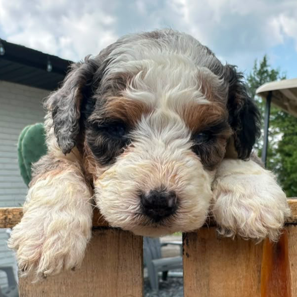 Bernedoodle-Breeder