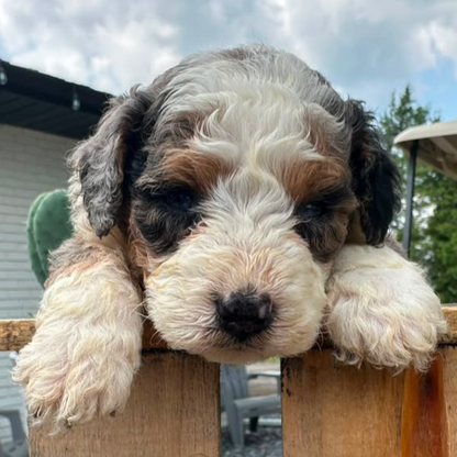 Bernedoodle-Breeder