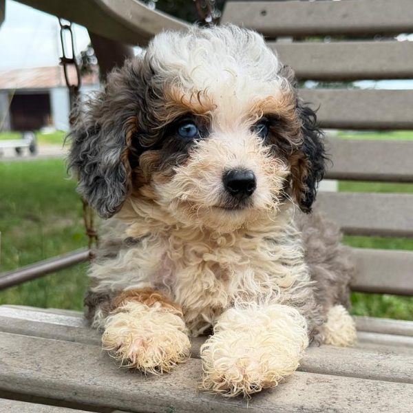 Blue-Merle-Tri-Color-Bernedoodle